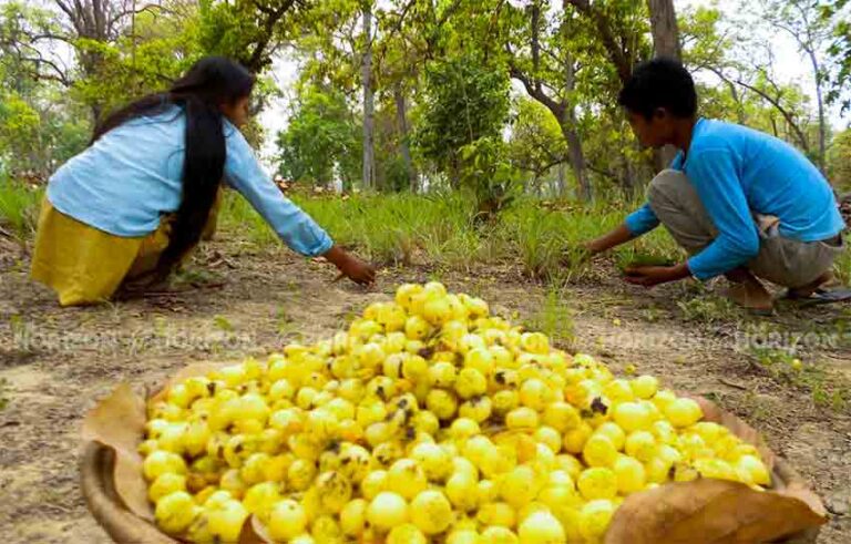 Know something interesting about Mahuva flower; even scientists don't have researched more about it