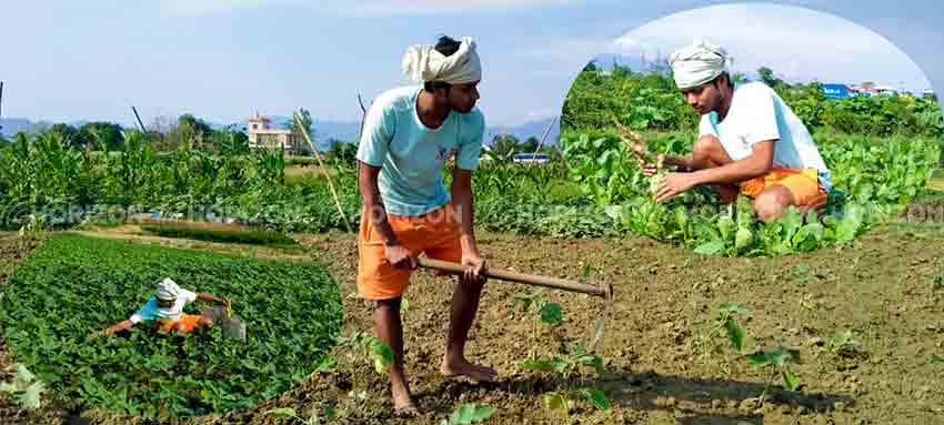 The plight of farmers who depend on vegetable farming