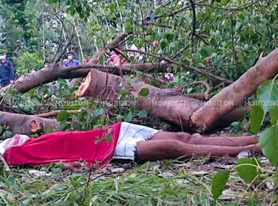 Shocking! A tree killed young man in Nepal