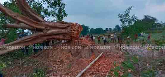 Shocking! A tree killed  young man in Nepal